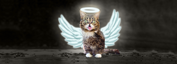 The Most Famous Instagram Cat Lil Bub Left This World After Grumpy Cat