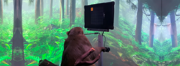 Elon Musk's Neuralink Taught a Monkey to Play Pong With Its Mind