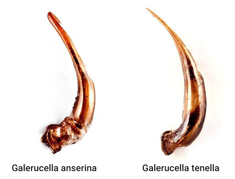 On the left is the penis of a newly found beetle; on the right is the previously known Galerucella tenella’s organ.