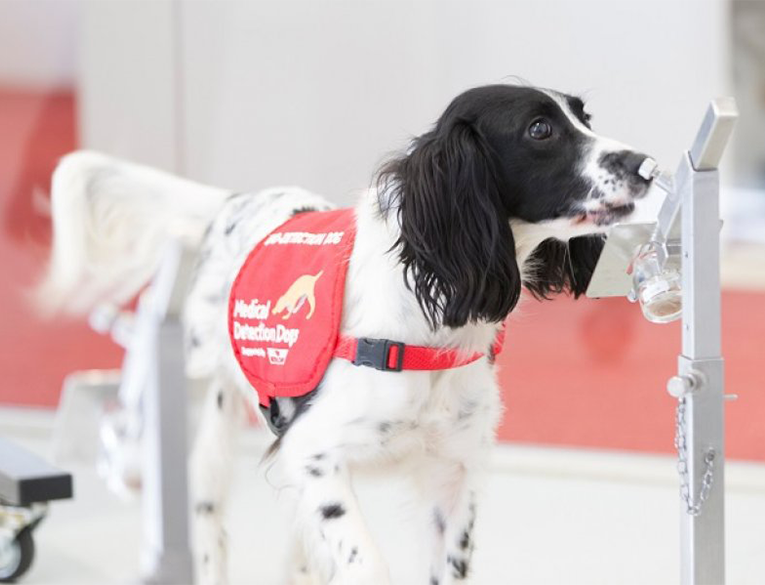 Dogs will be trained to sniff out coronavirus