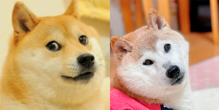 Doge meme