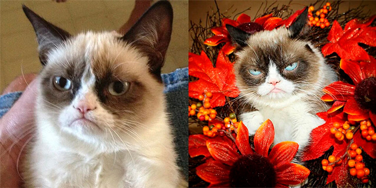 Grumpy Cat meme