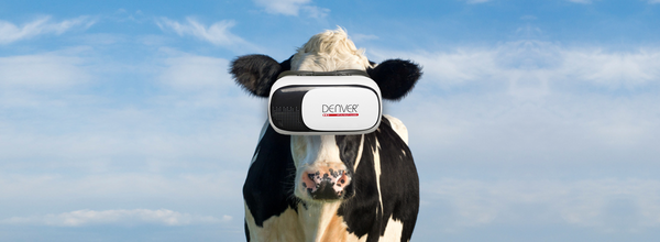 Cows in Russia Wear VR Glasses to Relieve Stress in the Winter Time