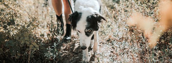 Quiz: What Does Your Dog Want to Say?