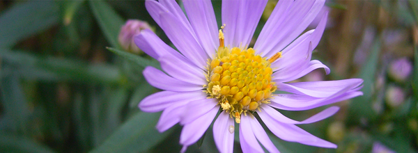 Why a Flower Pic on Wikipedia Suddenly Began to Gain 90 Million Views a Day?